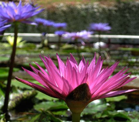 Water Lotus