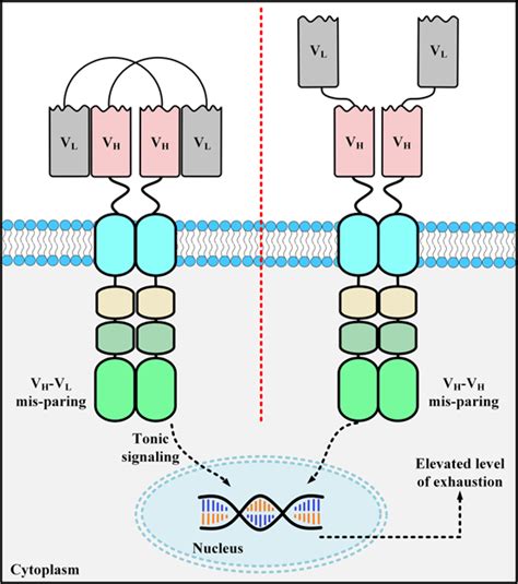 Advantages Of Applying Single Domain Antibodies In The Field Of Cell Therapy Creative Biolabs