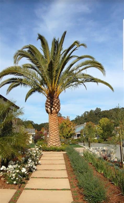 Palmera canaria Características propagación y cuidados Succulent