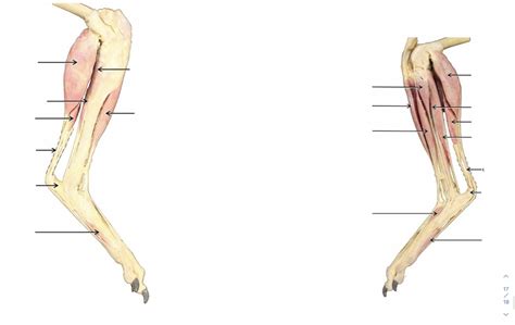 Distal Pelvic Limb Muscle Identification Diagram Quizlet