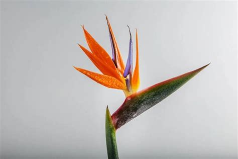 Why Is Bird Of Paradise Not Blooming 8 Causes Fix Simplify Plants