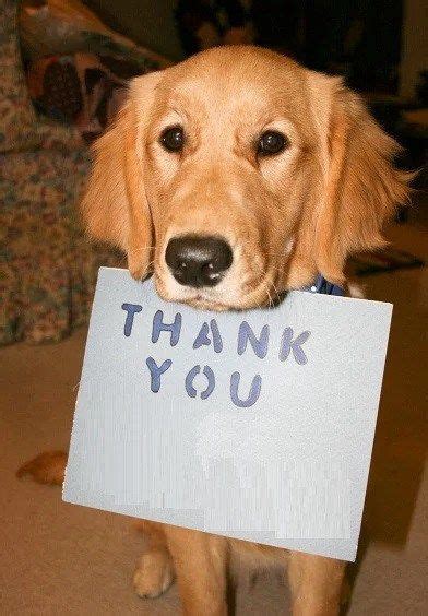 Ten Photos Of Dogs Saying Thank You For My Blogaversary Dog Quotes