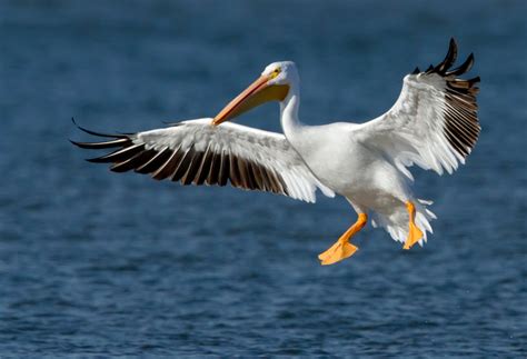 Pelican | The Biggest Animals Kingdom