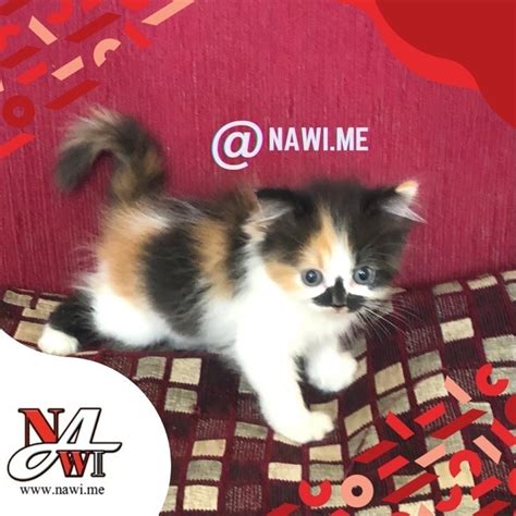 Jual NAWIME CAT Anak Kucing British Mix Calico Norwegian Forest Cat