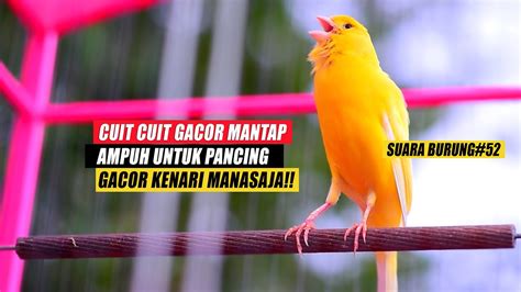 SUARA BURUNG 52 Kenari GACOR PANJANG Cocok Untuk Masteran KENARI