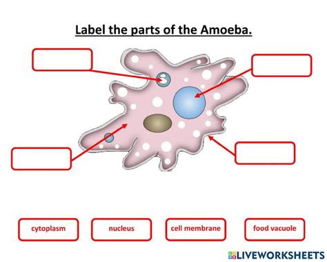 Label Parts Of An Amoeba Worksheet Live Worksheets