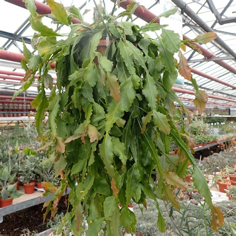 Rhipsalis crispata Uhlig Kakteen Über 5000 verschiedene Arten