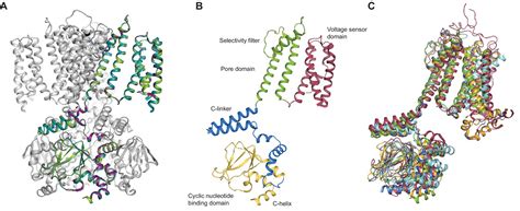 Ligand Discrimination And Gating In Cyclic Nucleotide Gated Ion