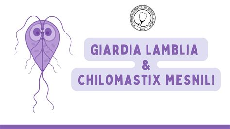 Giardia Lamblia Chilomastix Mesnili Microbiolog A Youtube