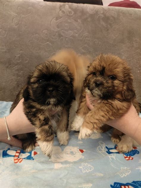 Szczeniaki Shih Tzu Piesek I Suczka Ciechan W Olx Pl