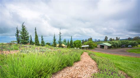 Ali'i Kula Lavender Farm, Kula, Maui, Hawaii, United States – Farm ...