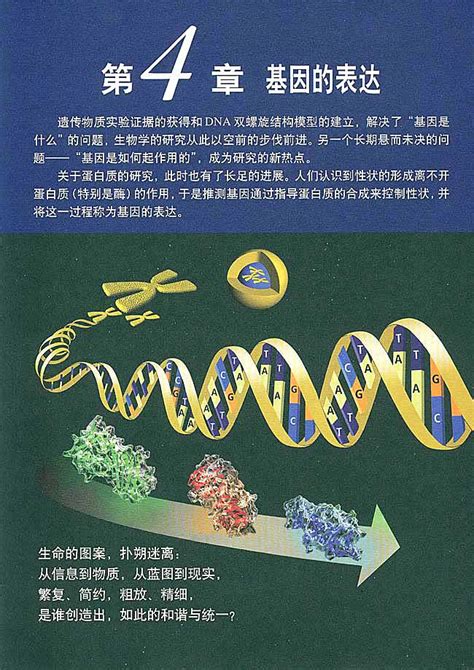 第4章基因的表达人教新课标版高中生物必修2遗传与进化高中课本 中学课本网