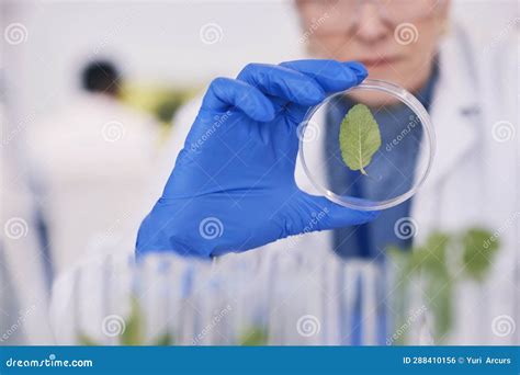 Science Plants And Woman With Glass In Laboratory Medical Research