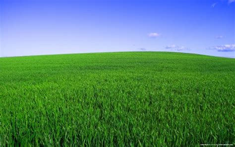 Deep Green Spring Background For Desktop Fields Of Green Grass 1280x800 Download Hd