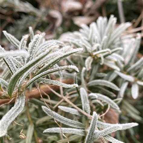 Hoe Bescherm Je Planten In Een Plantenbak Tegen Vorst 7 Handige Tips