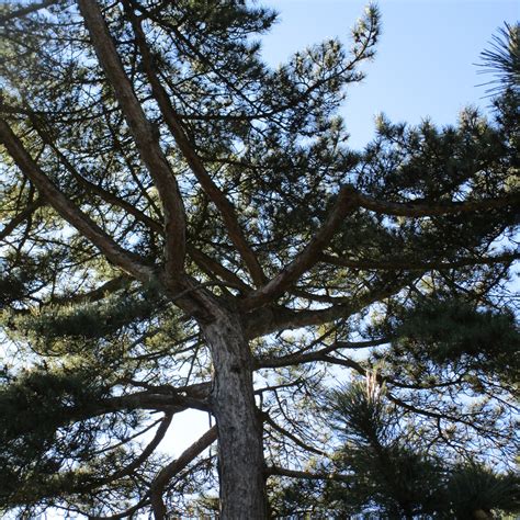 Pinus Nigra Subsp Salzmannii In Cathays Cemetery