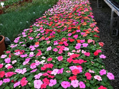 Impatiens ready to be grown in hanging baskets! | Plants, Flowers ...