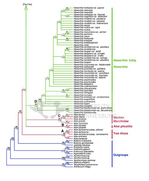 4 Majority Rule Consensus Tree Obtained From The Bayesian Analysis Of