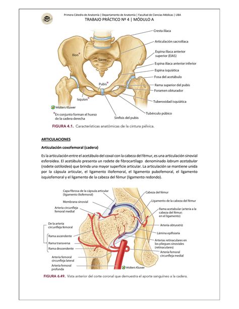 Solution Articulacion De La Rodilla Studypool