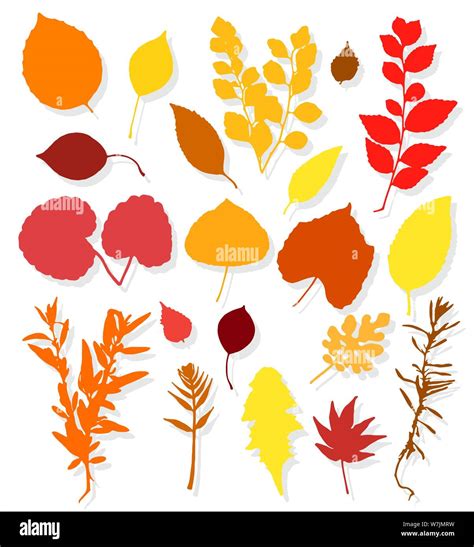 Colorful Autumn Leaves Set On White Background Vector Illustration Stock Vector Image And Art Alamy