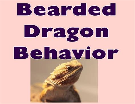 Bearded Dragon Behavior | PPT