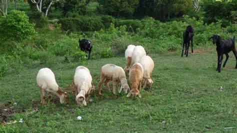 What To Consider When Raising Sheep And Goats Together