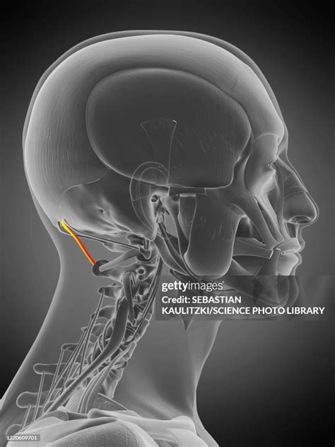 Rectus Capitis Posterior Major Muscle Illustration Stock Illustration Getty Images