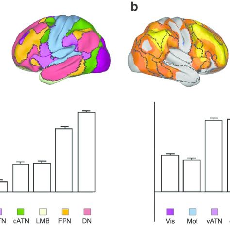 PDF Functional Specialization In The Human Brain Estimated By