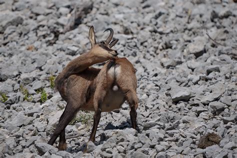 Contortionist Chamois Francesco Missoni Flickr