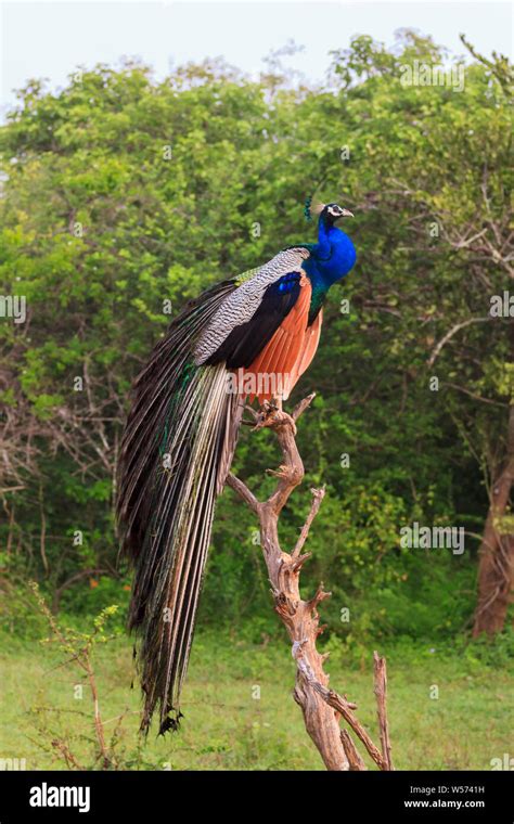 Yala National Park Peacock