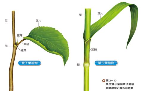 2 1 植物的營養構造與功能 生物科共同備課網 in 2020 Plant leaves Plants Leaves