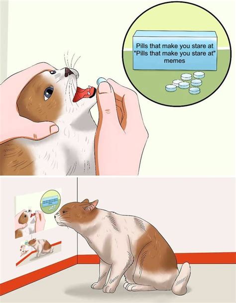 cat staring  memes rrecursion