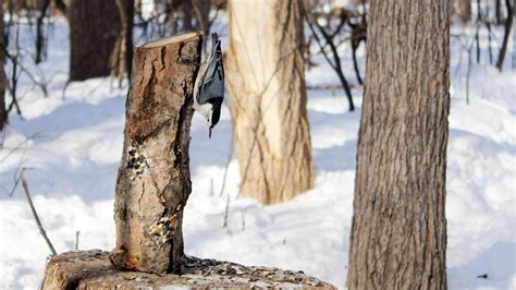 Backyard Bird Feeders 101 | Assiniboine Park Conservancy