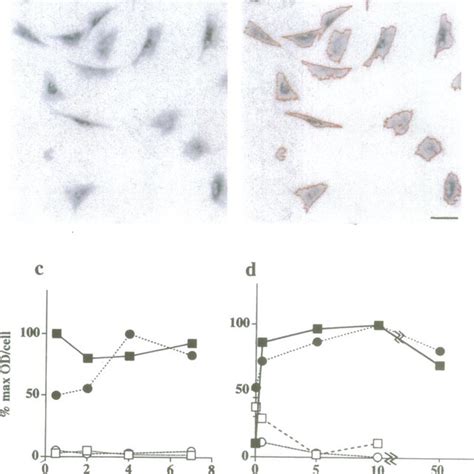 Uptake Of Fluorescently Labeled S Oligo DT And DA By L6 Cells Cells