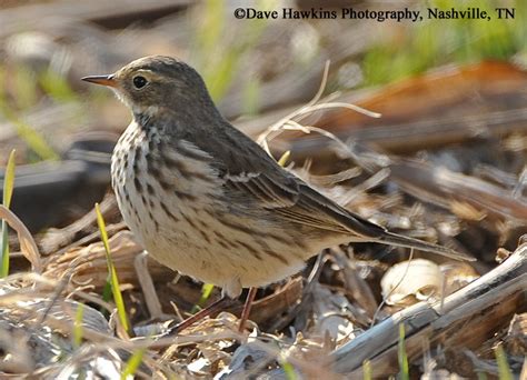 American Pipit | State of Tennessee, Wildlife Resources Agency