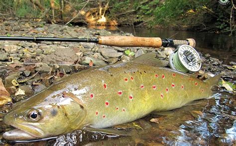 Maxcatch Competition InTouch Nymph Fly Rod For Euro Nymphing Fly