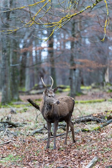 Red Deer Antler Free Photo On Pixabay Pixabay