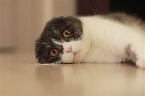 初心者にも飼いやすい猫種5選｜種類ごとの特徴や飼いやすさを解説 ねこオタク