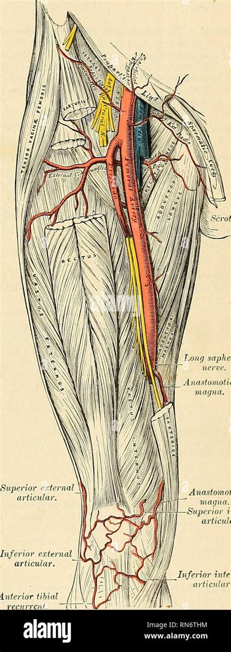 Femoral Canal