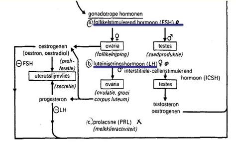 Kaarten 1 4 Fysiologie Tractus Urogenitalis Quizlet