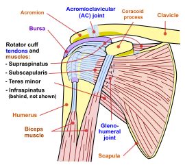 Shoulder - Simple English Wikipedia, the free encyclopedia