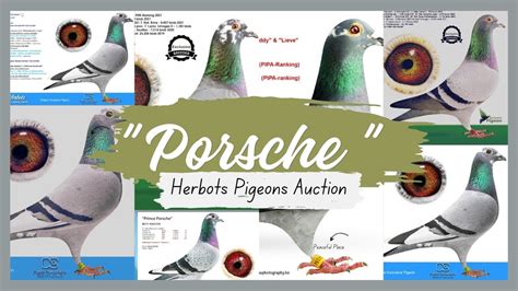 Son Of CEO Prince Pirsche Top Racing Pigeon Bloodlines For Sale In