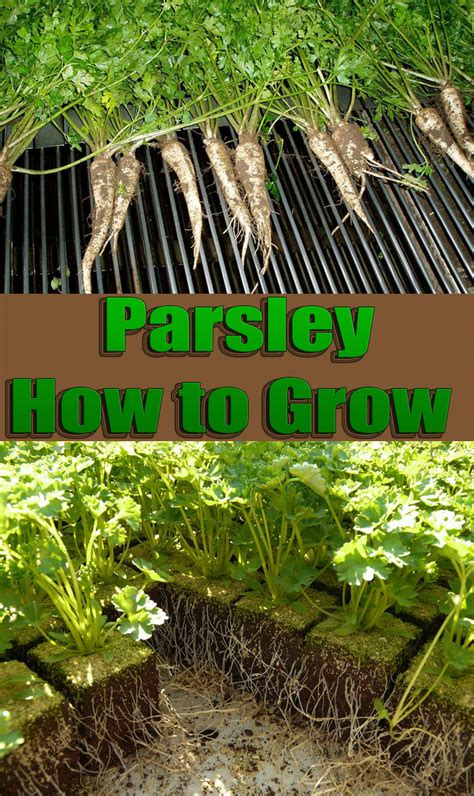 Parsley - How To Grow