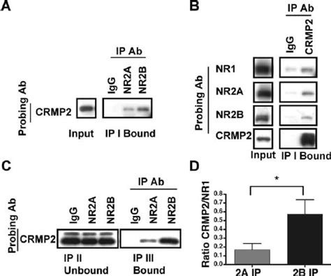 CRMP2 interacts preferentially with the di-heteromeric NR1/NR2B ... 