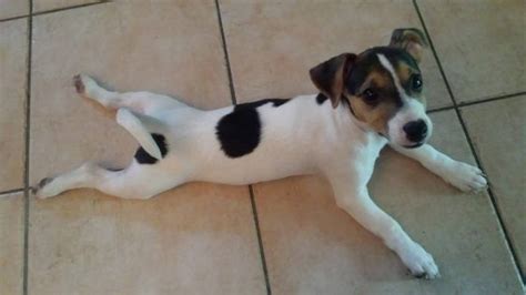 Happy Long Legged Jack Russell The Paws Jack Russell Jack Russell