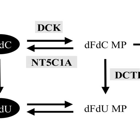 Pharmacokinetic Profile Of Gemcitabine And Its Metabolites A