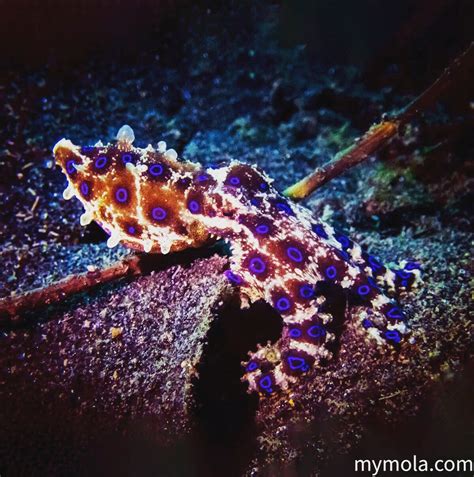 A single bite from a blue-ringed octopus can deliver enough venom to kill more than 25 adult ...