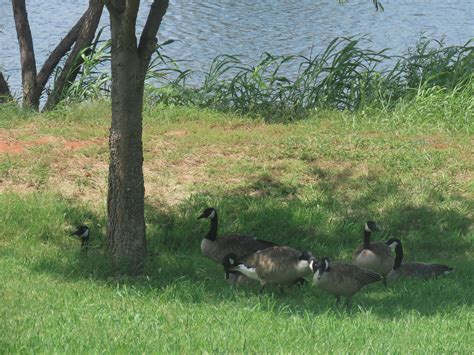 IMG 4352 Geese By Our Tree Greenbelt Laban West Flickr