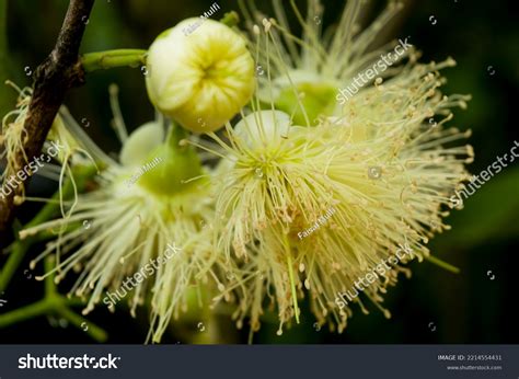 3,711 Guava Bloom Images, Stock Photos & Vectors | Shutterstock