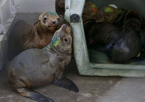 Warmer Ocean Blamed For Struggling Sea Lion Pups Found At Beaches